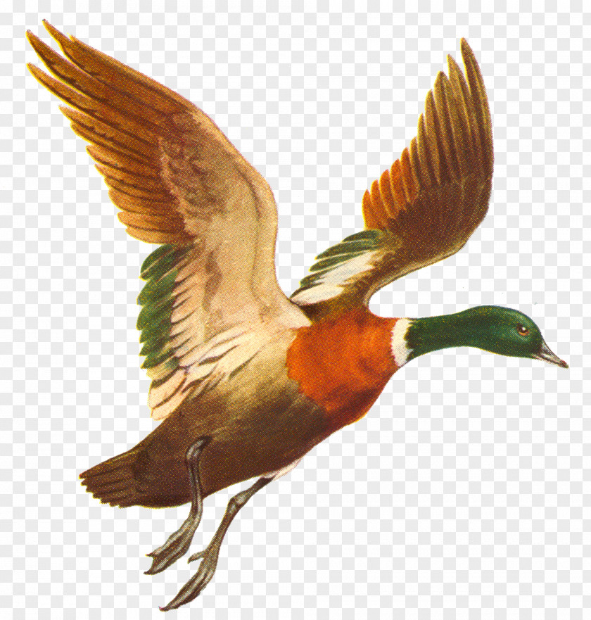 Hand Drawn Flying Ducks Duck Mallard Bird Flight PNG