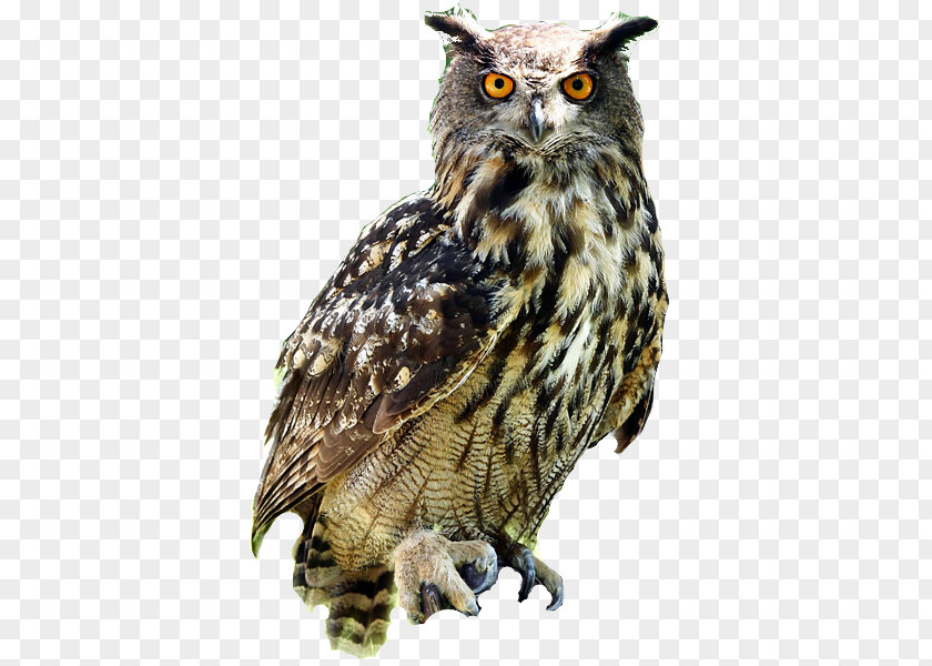 Owl Free Download Eurasian Eagle-owl Bird Snowy Blakistons Fish Great Horned PNG