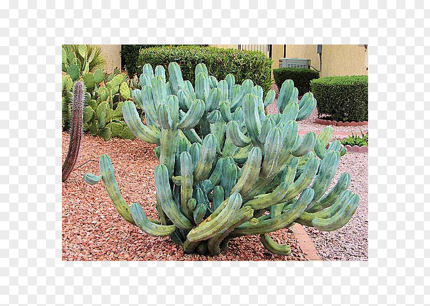 Plant Blue Myrtle-Cactus Cereus Repandus European Blueberry Succulent PNG