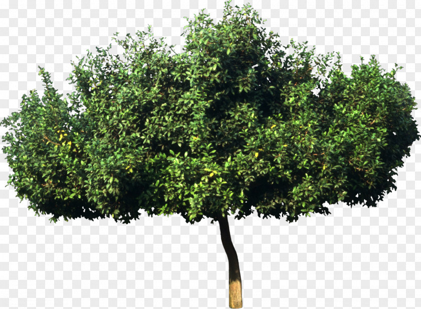 Bushes Tree Plant Bombax Ceiba Leaf Green PNG