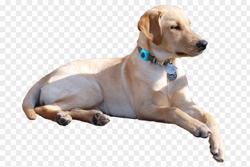 Golden Retriever Labrador Puppy Dog Breed Companion PNG