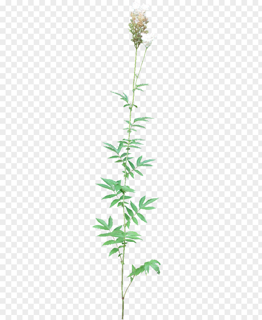 Leaf Meadowsweet Plant Oak DeviantArt PNG