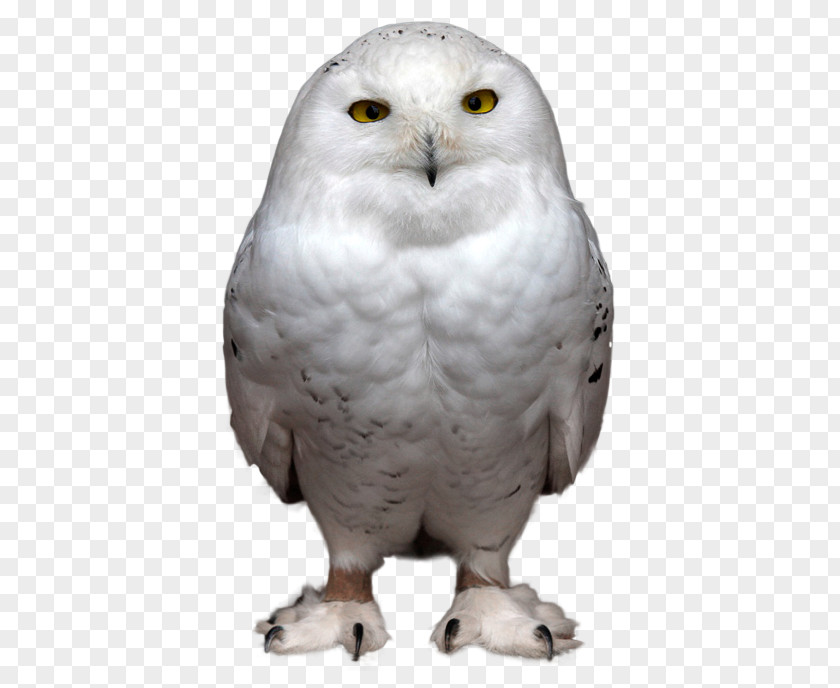 Owls PNG clipart PNG
