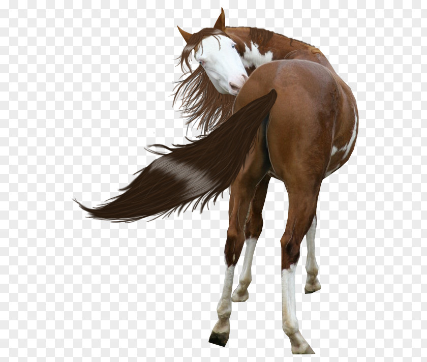 Painted Horses Mustang American Paint Horse Miles City Bucking Sale Stallion PNG