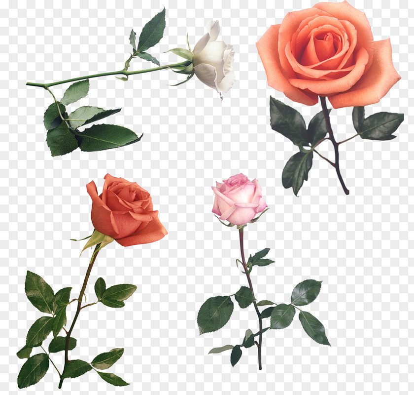 Rose Low Poly Flower Polygon PNG