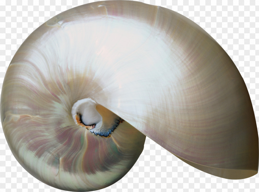 Shell Seashell Invertebrate Molluscs Nautilida Clip Art PNG