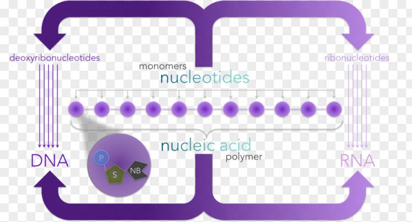 Deoxyribonucleotide Nitrogenous Base Nucleic Acid Adenine PNG