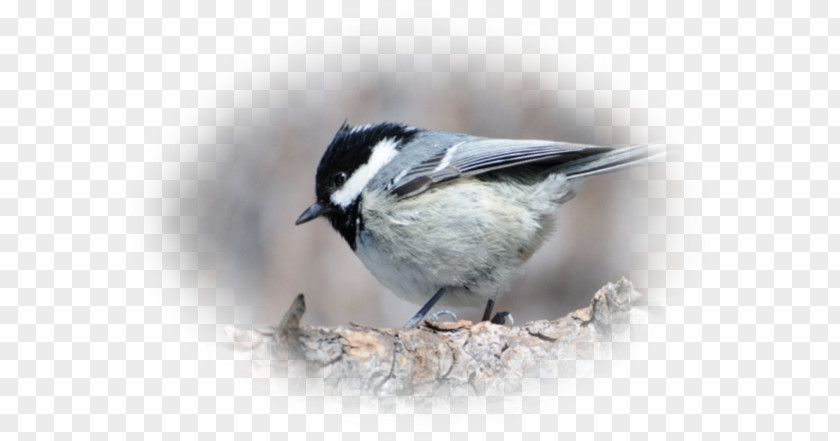 Oiseau Wren American Sparrows Beak Fauna Chickadee PNG