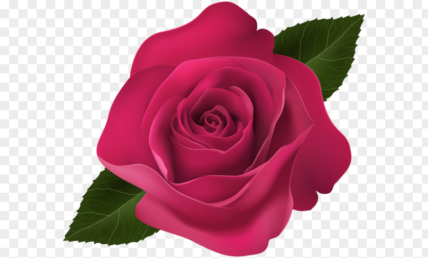 Pink Poppy Garden Roses Clip Art PNG