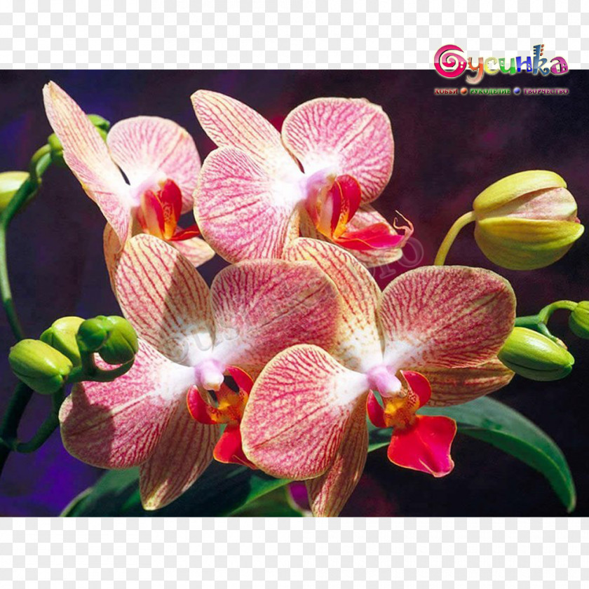 Plant Houseplant Flowering Moth Orchids PNG