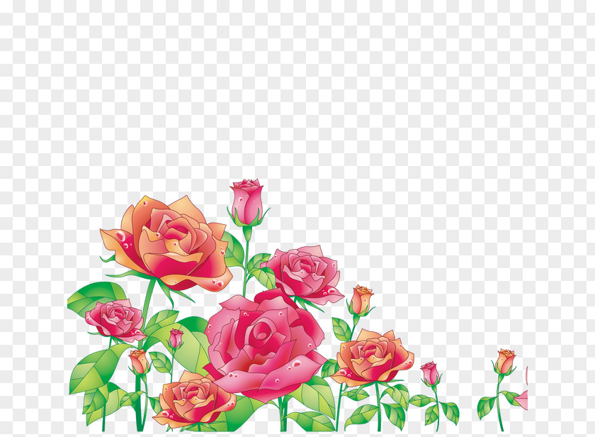 Red Floral Elements Centifolia Roses Photography PNG
