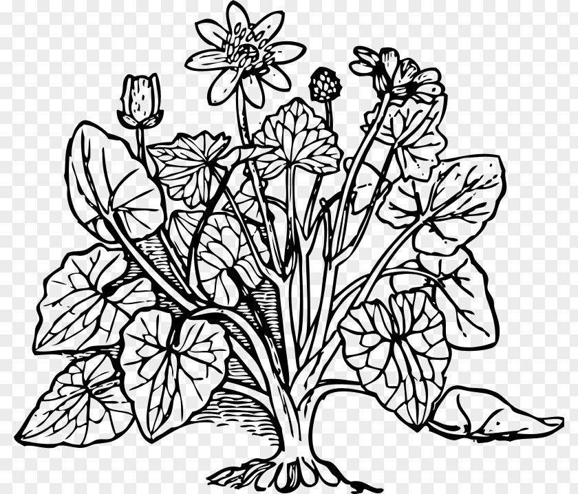 Rose Coloring Book Plant Bud PNG