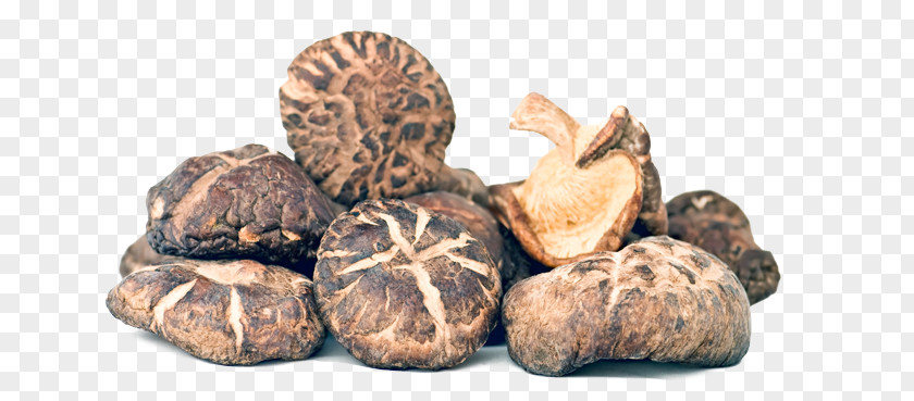 Shiitake Mushroom Edible Powder Fungus PNG