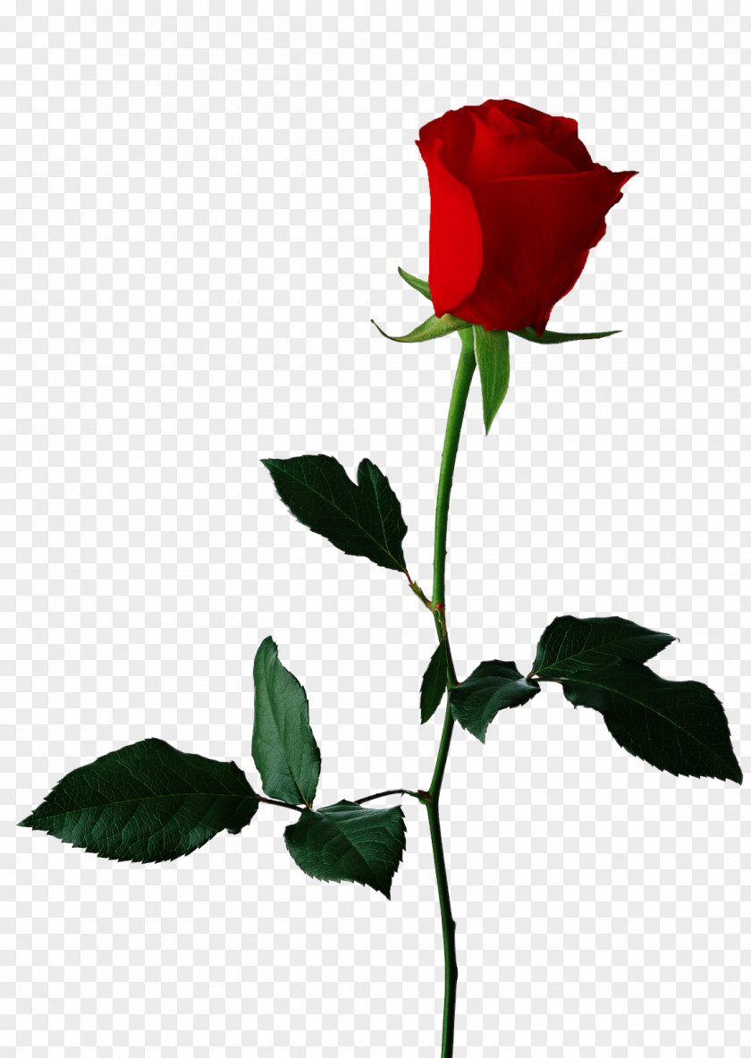 Single Red Rose Transparent Background Black Flower Clip Art PNG