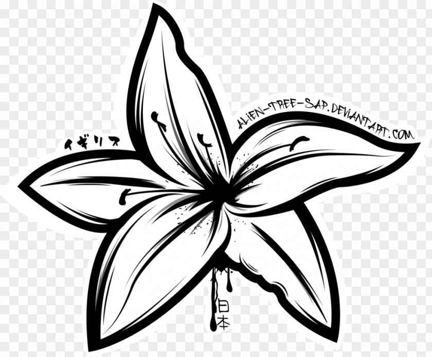 Water Lilies Drawing Lilium 'Stargazer' Tiger Lily Flower PNG