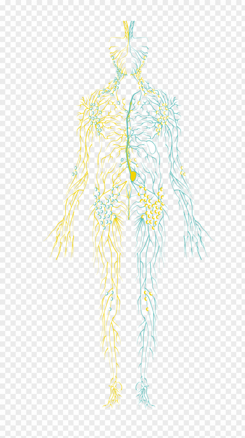 Anatomy Vector Drawing Illustration /m/02csf Character Pattern PNG