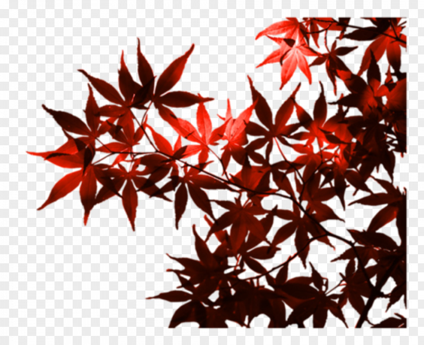 Leaf Maple Autumn TEMA Foundation PNG