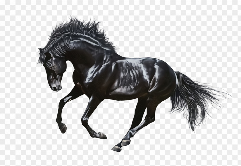Mustang Horse Drawing Animal Figure Stallion Mane Mare PNG