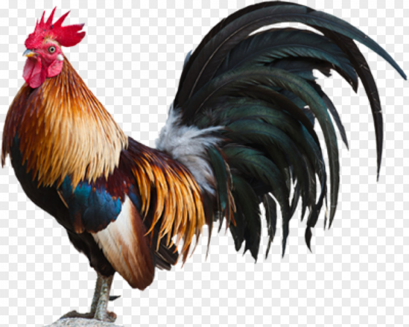 Rooster Wordart Chicken Meat Curry Bantam PNG