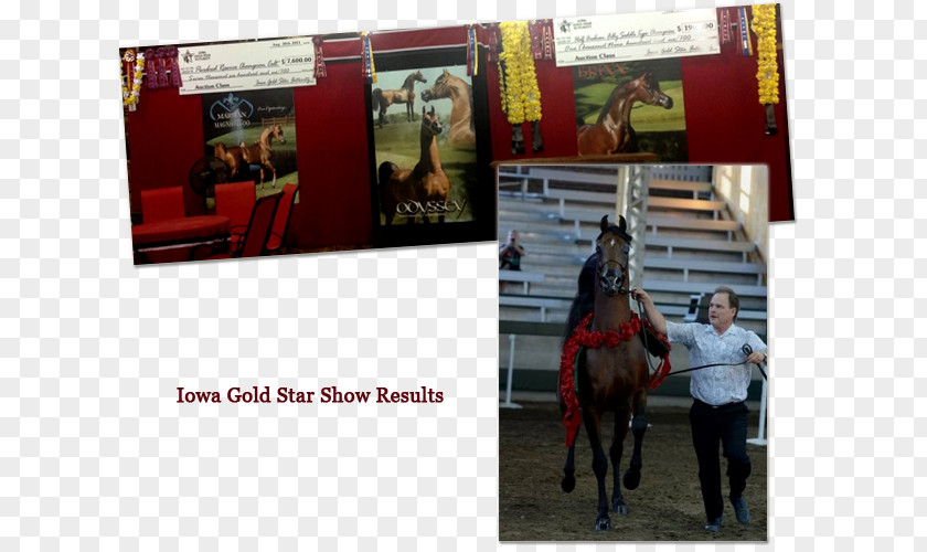 Scottsdale Arabian Horse Show Stallion Shada Inc PNG