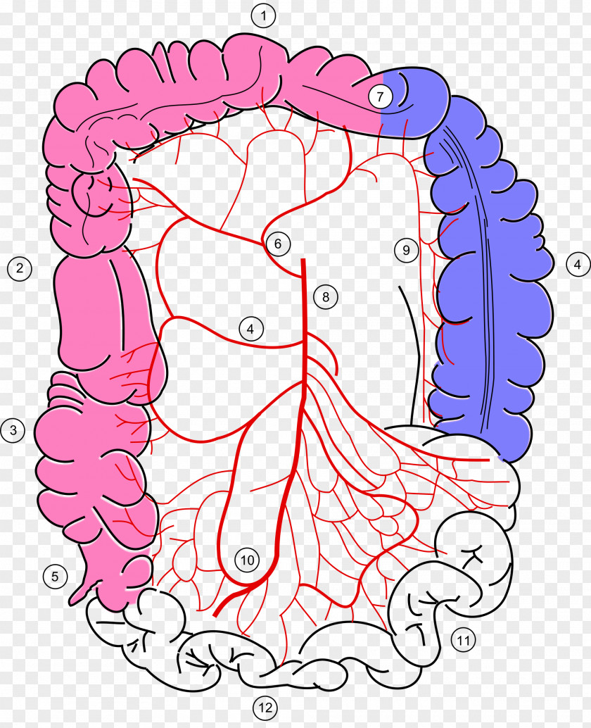 Blood Large Intestine Superior Mesenteric Artery Sigmoid Colon Middle Colic PNG