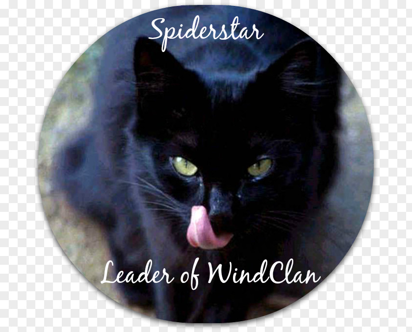 Cat Black Domestic Short-haired Whiskers Mumbai PNG