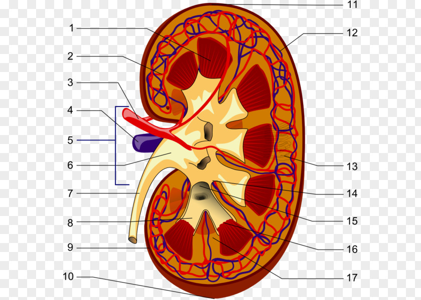 Kidney The Excretory System Excretion Endocrine PNG