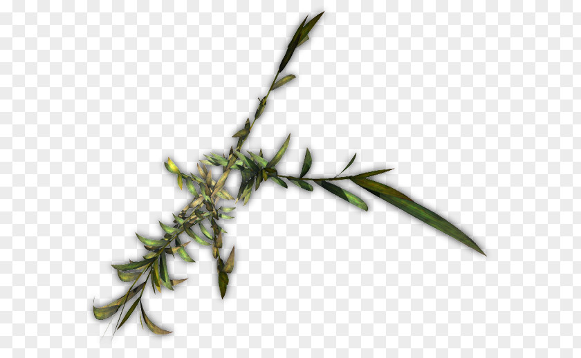 Leaf Twig Herbalism Grasses Plant Stem PNG