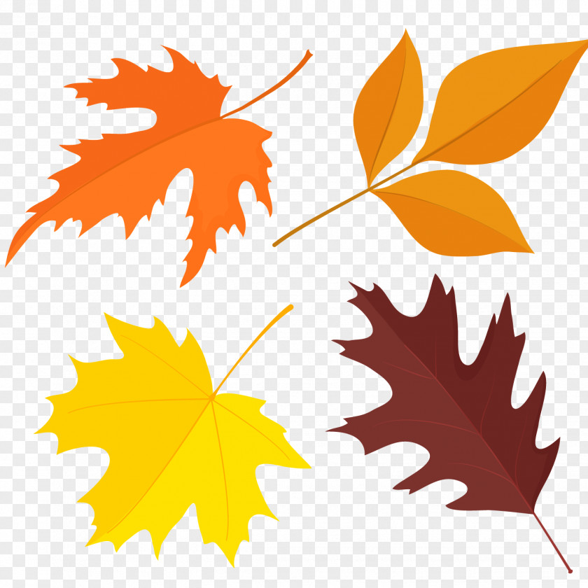 Maple Color Vector Angle Leaf Autumn Euclidean Illustration PNG