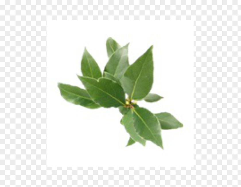 Plant Bay Laurel Herb Leaf Food Fennel PNG