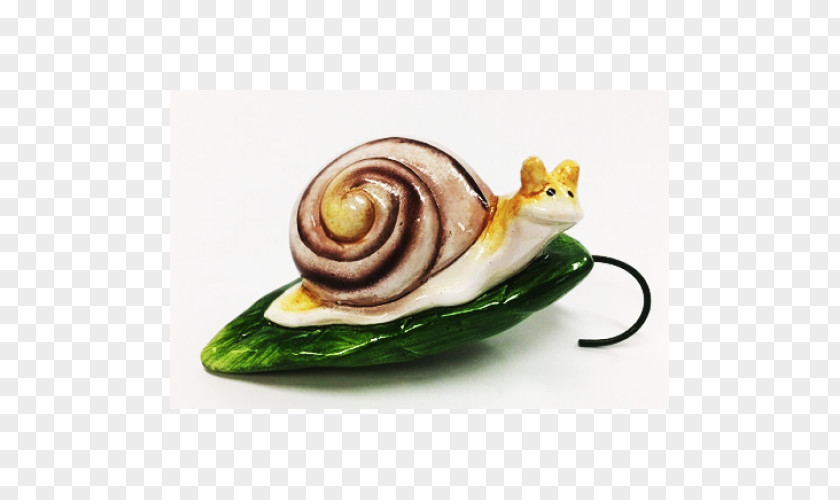 Snail Sea Escargot PNG