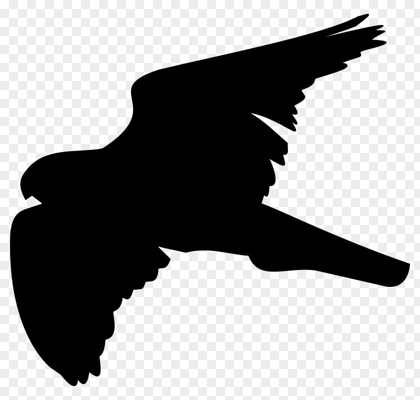 Bird Accipitridae Bald Eagle Clip Art PNG