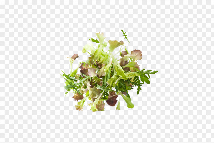 Leaf Lettuce Greens Spinach Veziroglou, A., & SIA E.E. PNG