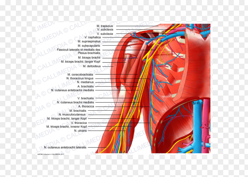 Arm Shoulder Nerve Outline Of The Human Nervous System PNG