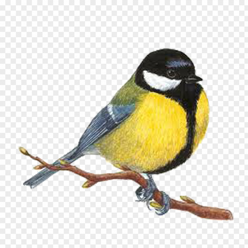 Bird Great Tit Drawing Image Woodpecker PNG