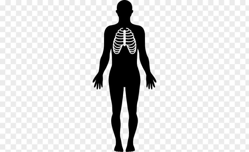 Human Body Organ Computer Icons Anatomy Homo Sapiens PNG body sapiens, human clipart PNG