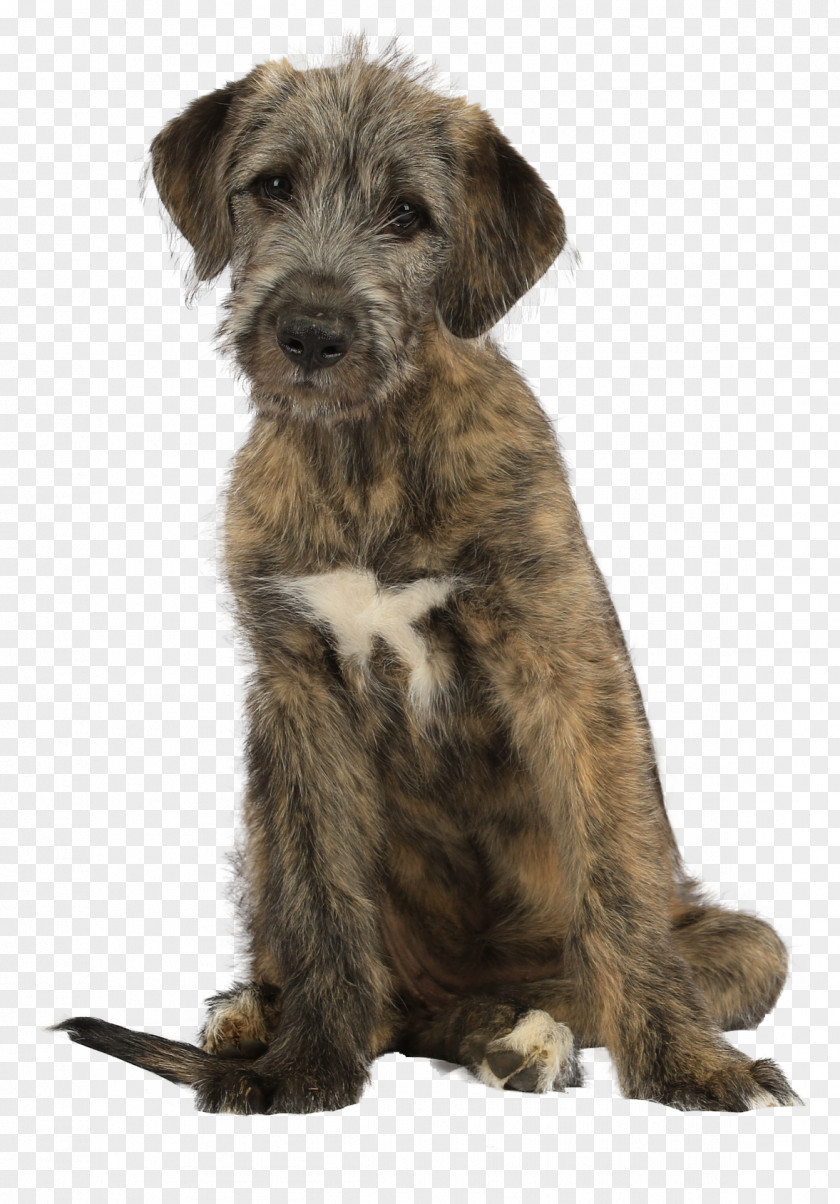 Irish Wolfhound Glen Terrier Lurcher Cesky PNG