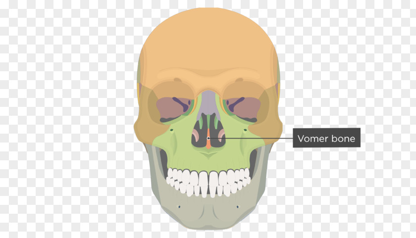 Skull Vomer Lacrimal Bone Human Skeleton Anatomy PNG