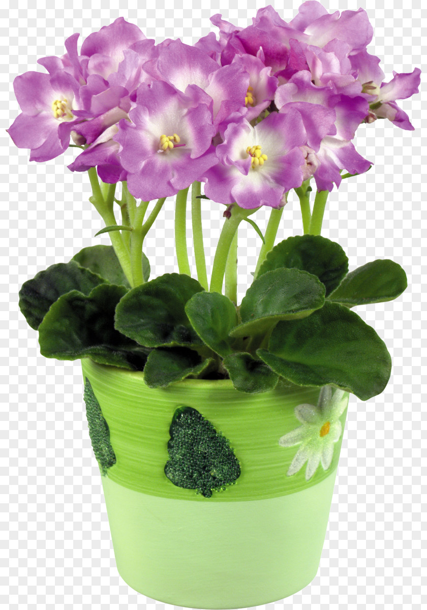 Violet African Violets Flowerpot Color PNG