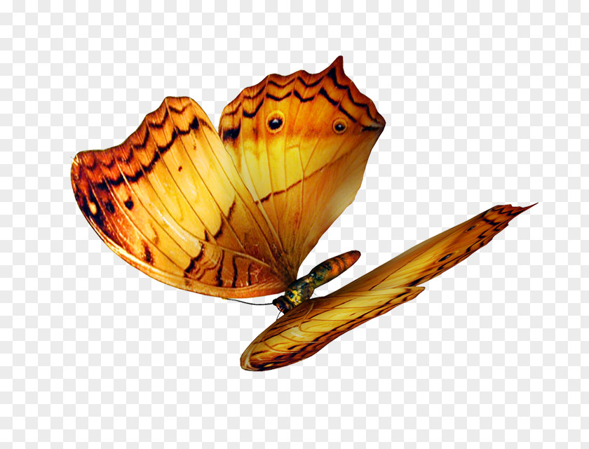 Yellow Butterfly PNG