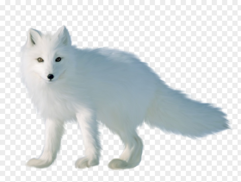 Arctic Fox Volpino Canadian Eskimo Dog Red Clip Art PNG