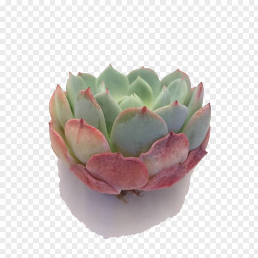Cactus Ghost-plant Succulent Plant Molded Wax Agave Plants PNG