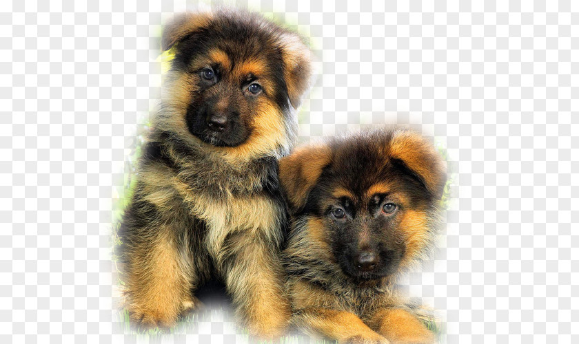 Puppy Old German Shepherd Dog Yorkshire Terrier Rottweiler PNG