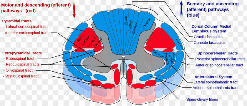 Spine Model Spinal Cord Spinothalamic Tract Pyramidal Tracts Spinocerebellar Nerve PNG