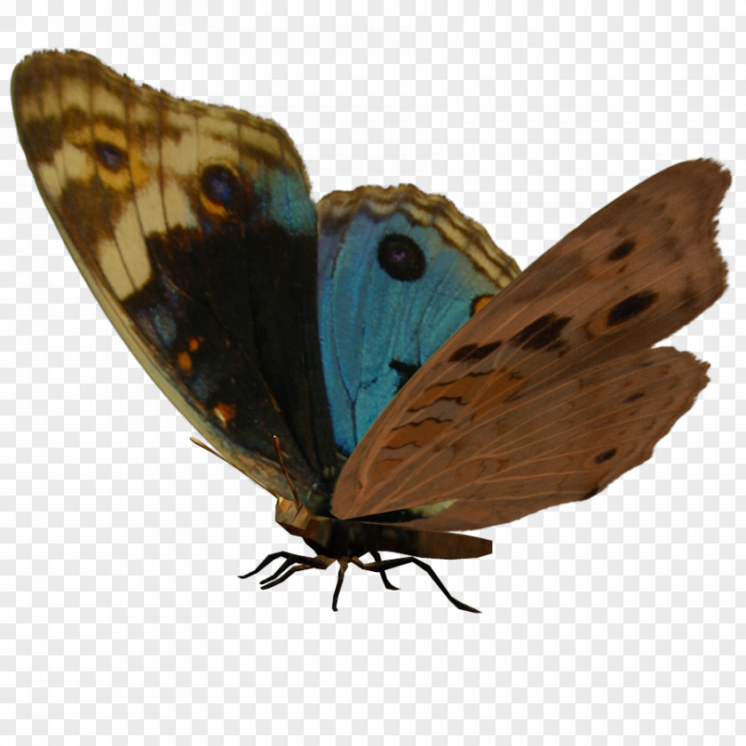 Butterfly Brush-footed Butterflies Gossamer-winged Moth Insect PNG