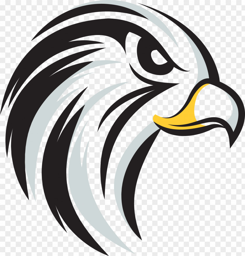 Eagle Bald Beak White Clip Art PNG