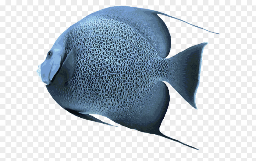 Fish Tank Freshwater Angelfish Saltwater Clip Art PNG