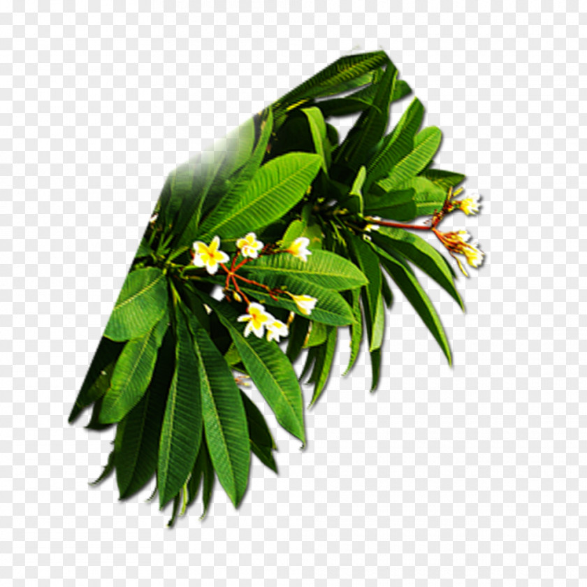 Green Leaves Branch Leaf PNG