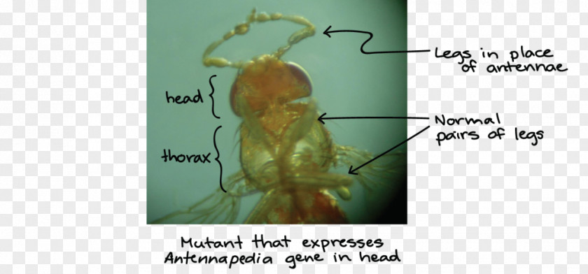Insect Hox Gene Antennapedia Mutation Homeotic PNG