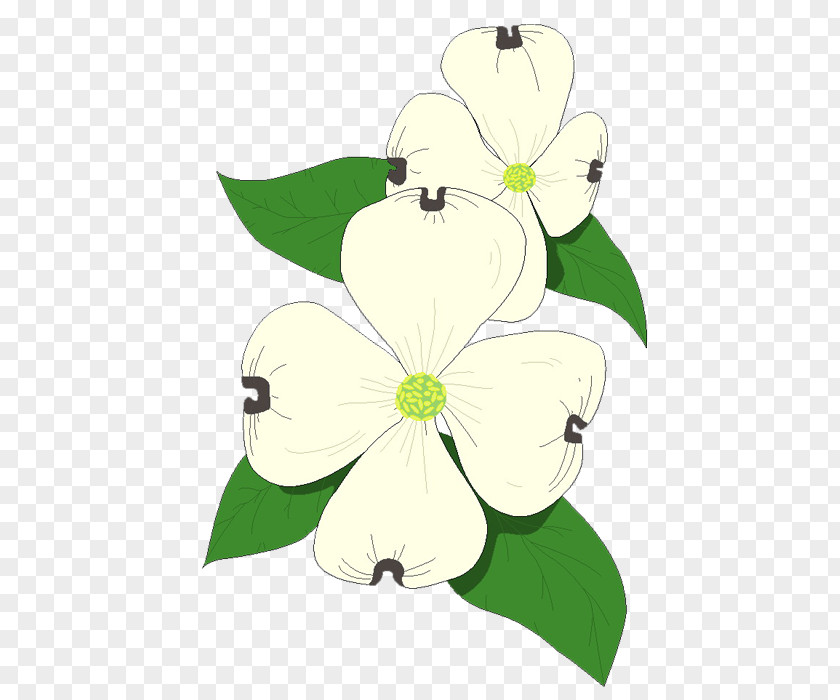 Lotus Flowering Dogwood Bract Clip Art PNG